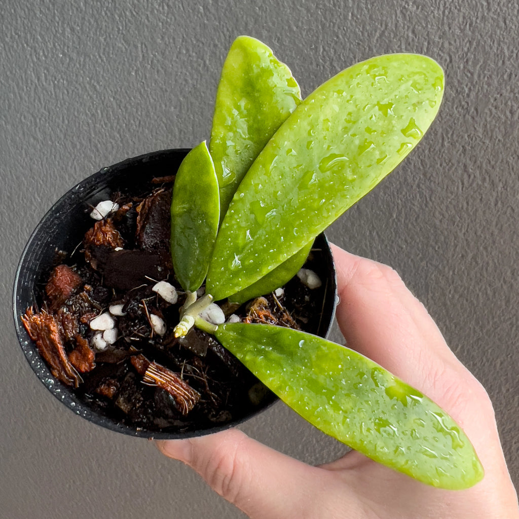 Close view of Hoya verticillata in hand highlighting the narrow leaf shape, raised midrib and light silver splash across the surface. Rare indoor plant collectors Australia.