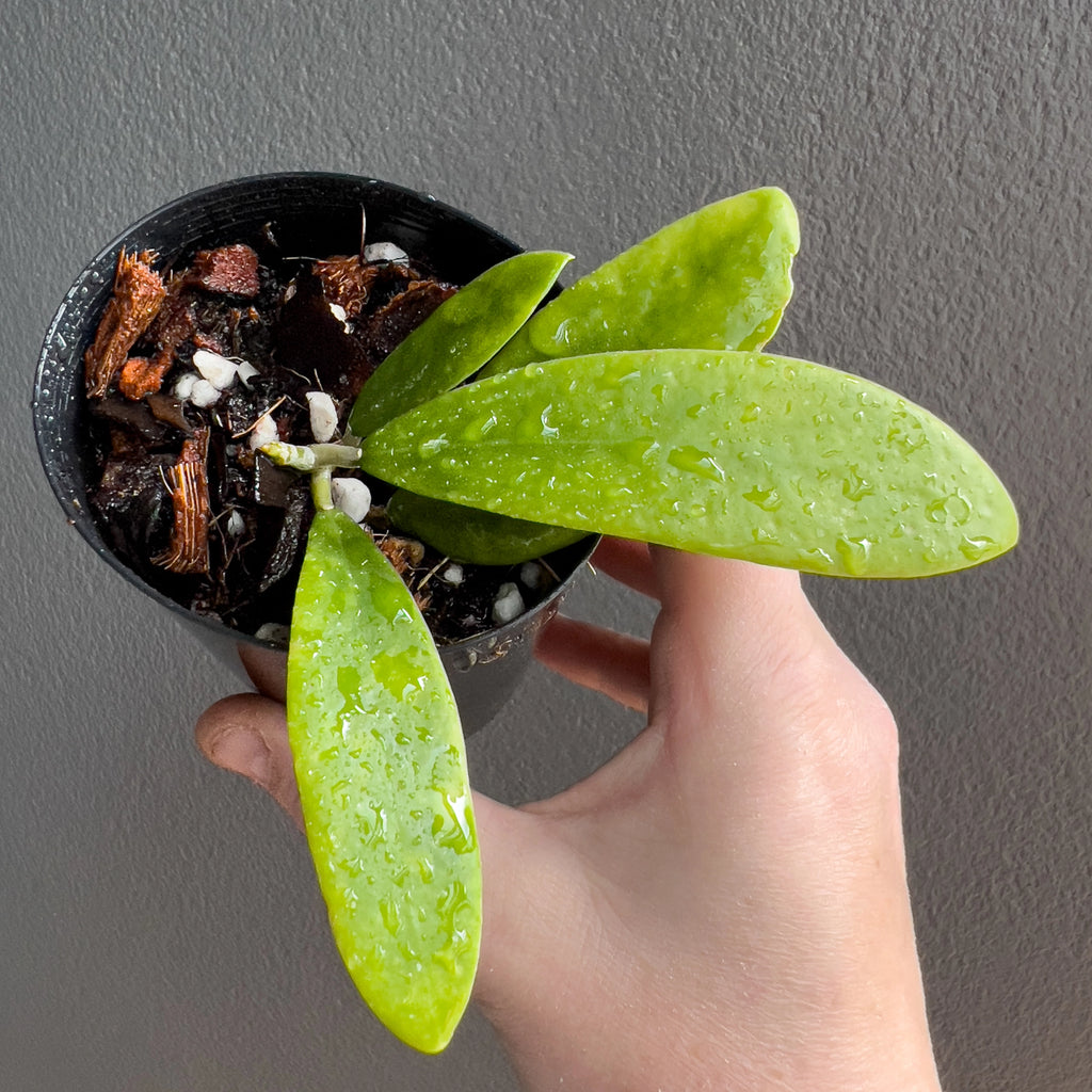 Hand holding a Hoya verticillata showing slender pointed foliage with soft mottled silver tones and a tidy trailing habit. Buy rare indoor plants online in Australia.