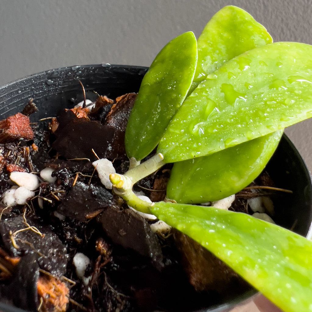 Cluster of Hoya verticillata leaves in hand with subtle silver spotting, smooth texture and a clean tapered form. Rare indoor plant nursery Australia.