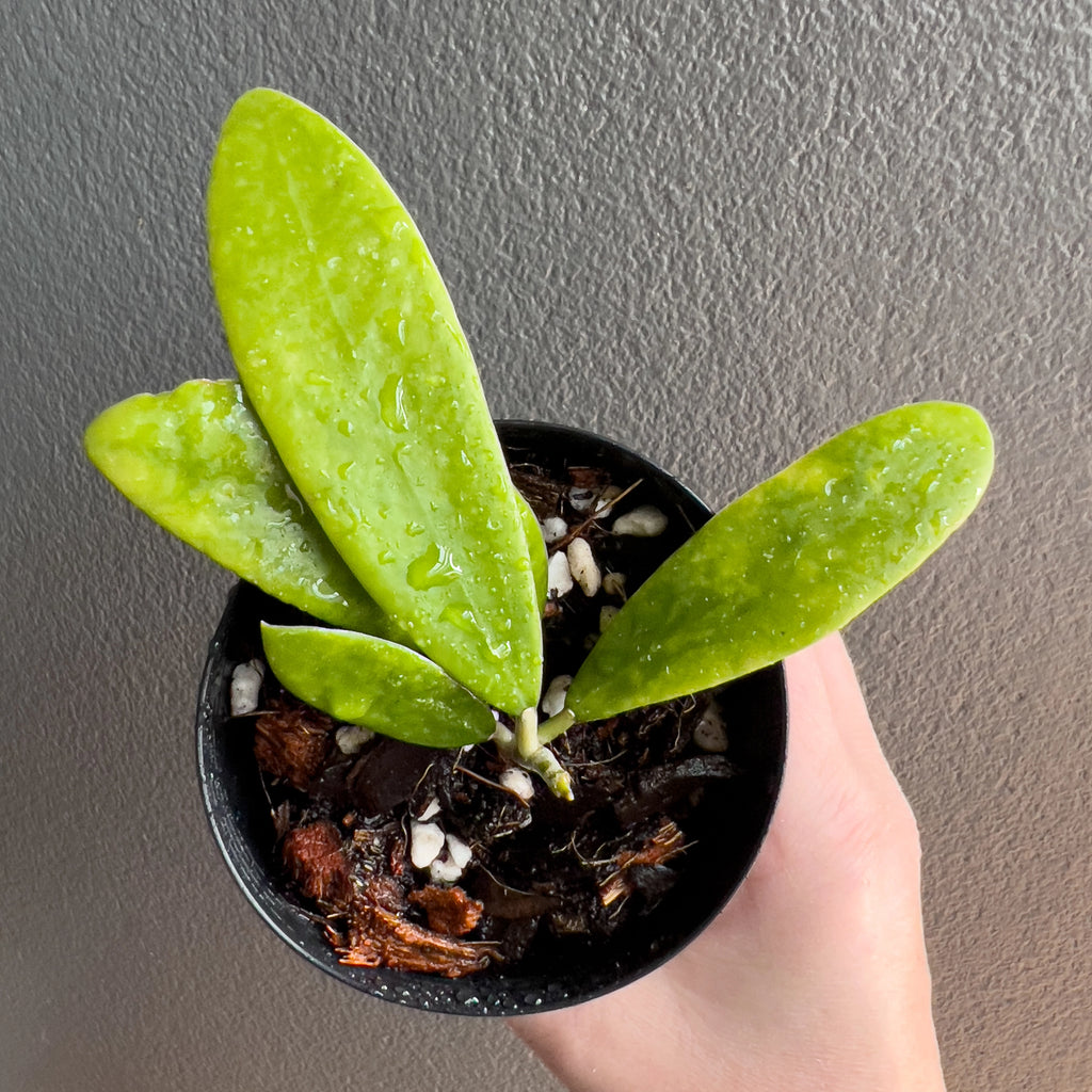 Hand holding a Hoya verticillata showing firm elongated leaves with bright silver flecking and a clean glossy finish. Rare indoor plant nursery Australia.