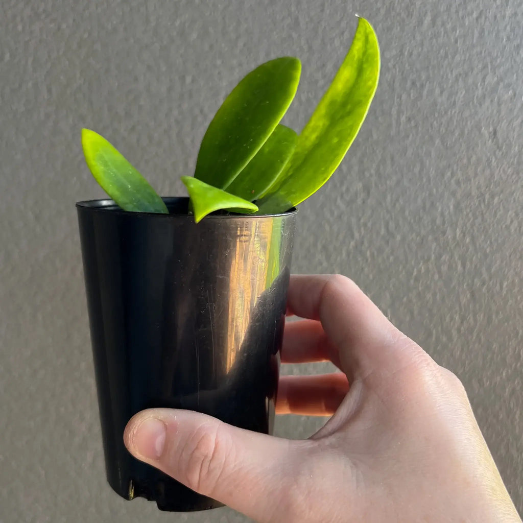Hoya verticillata in a black pot, showcasing vibrant green leaves, perfect for indoor gardening. Chalet Boutique, Australia.
