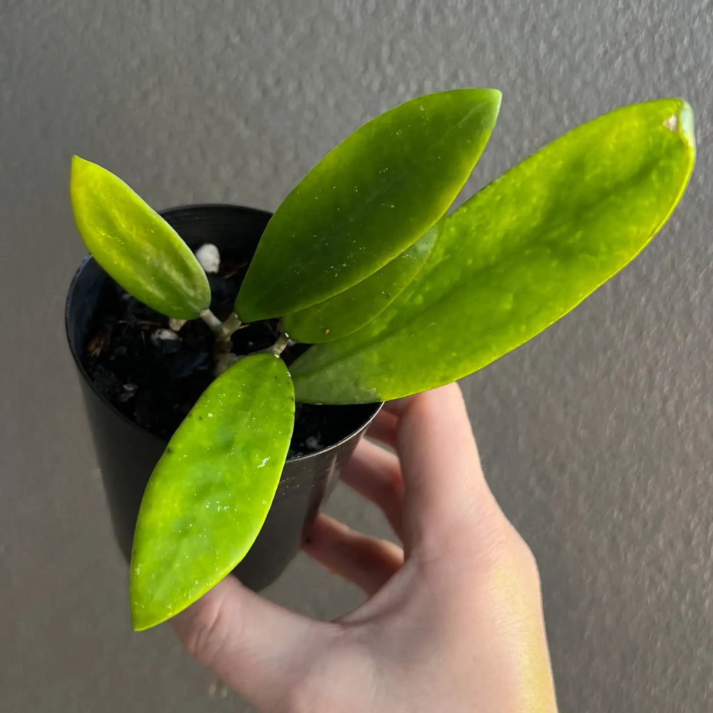 Hoya verticillata plant with thick green leaves in a hand, showcasing a rare indoor plant for sale at Chalet Boutique, Australia.