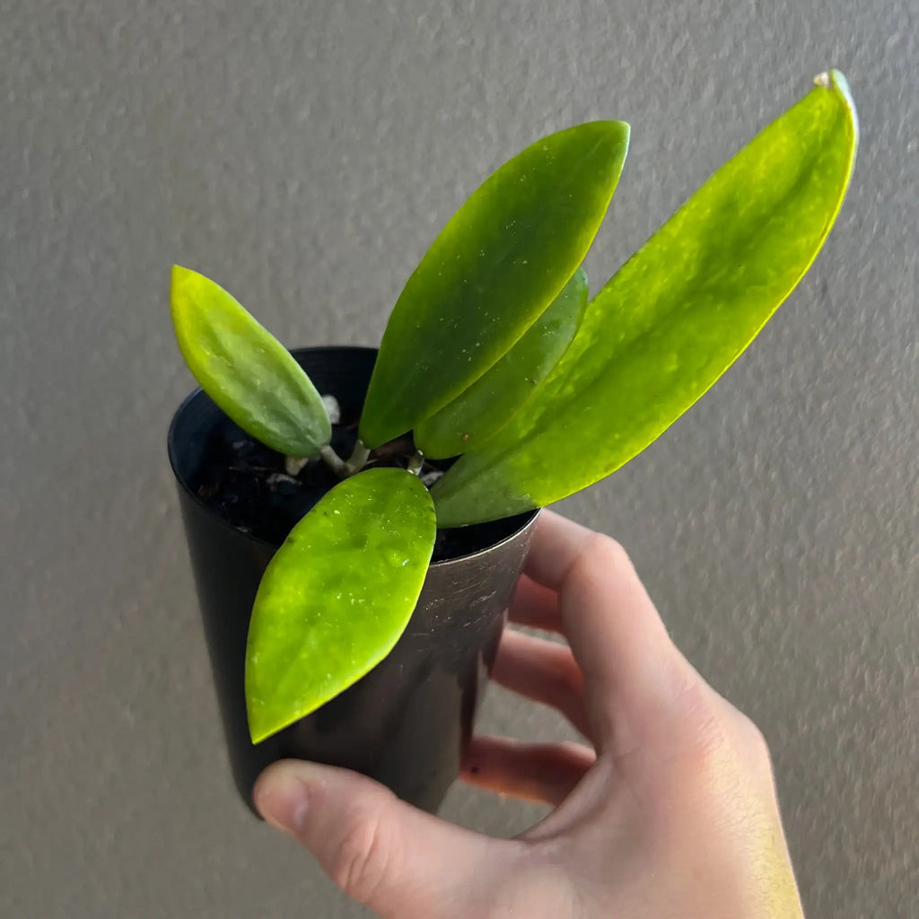 Hoya verticillata plant with thick green leaves in a black pot, perfect for indoor gardening. Chalet Boutique, Australia.