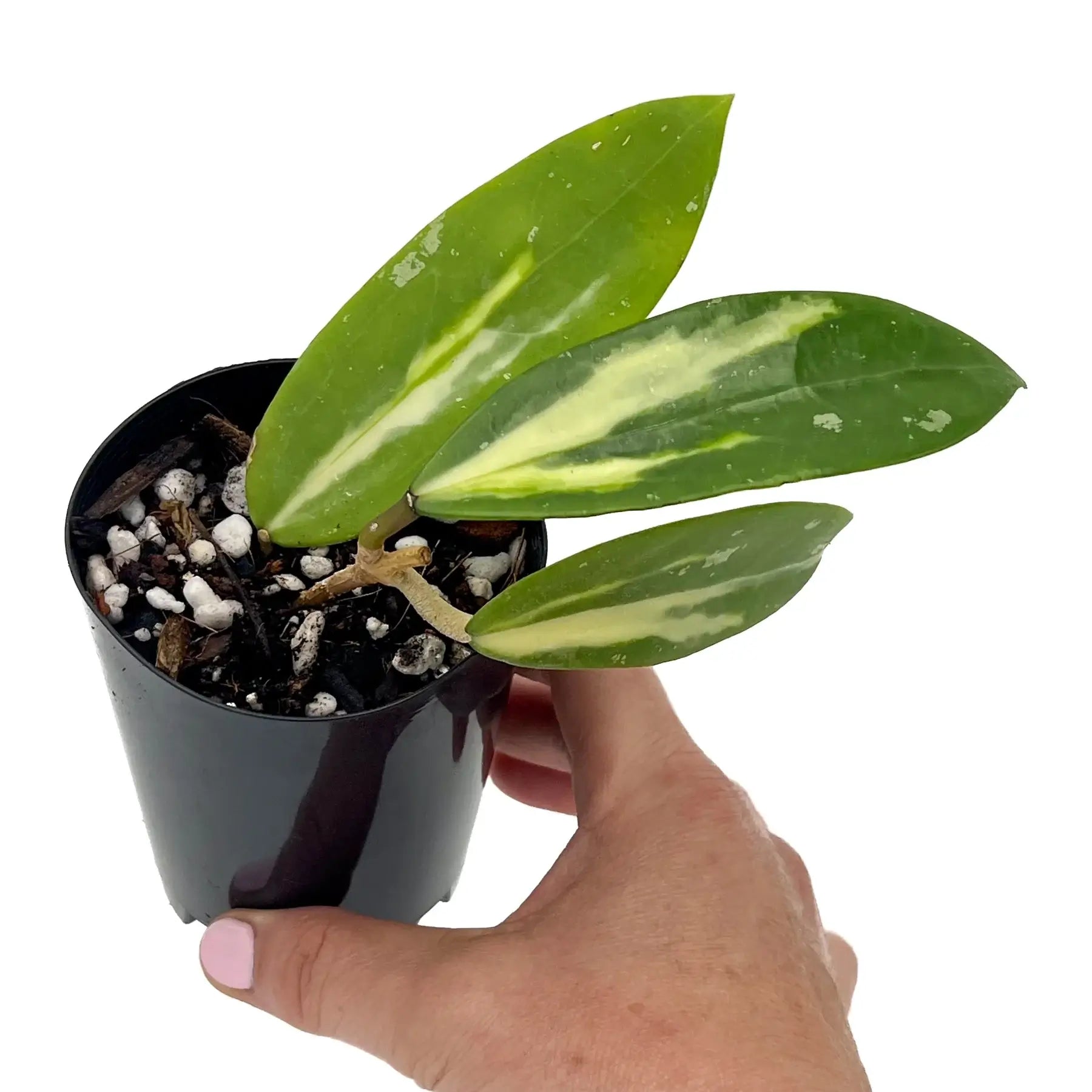 Hoya Verticillata Variegata