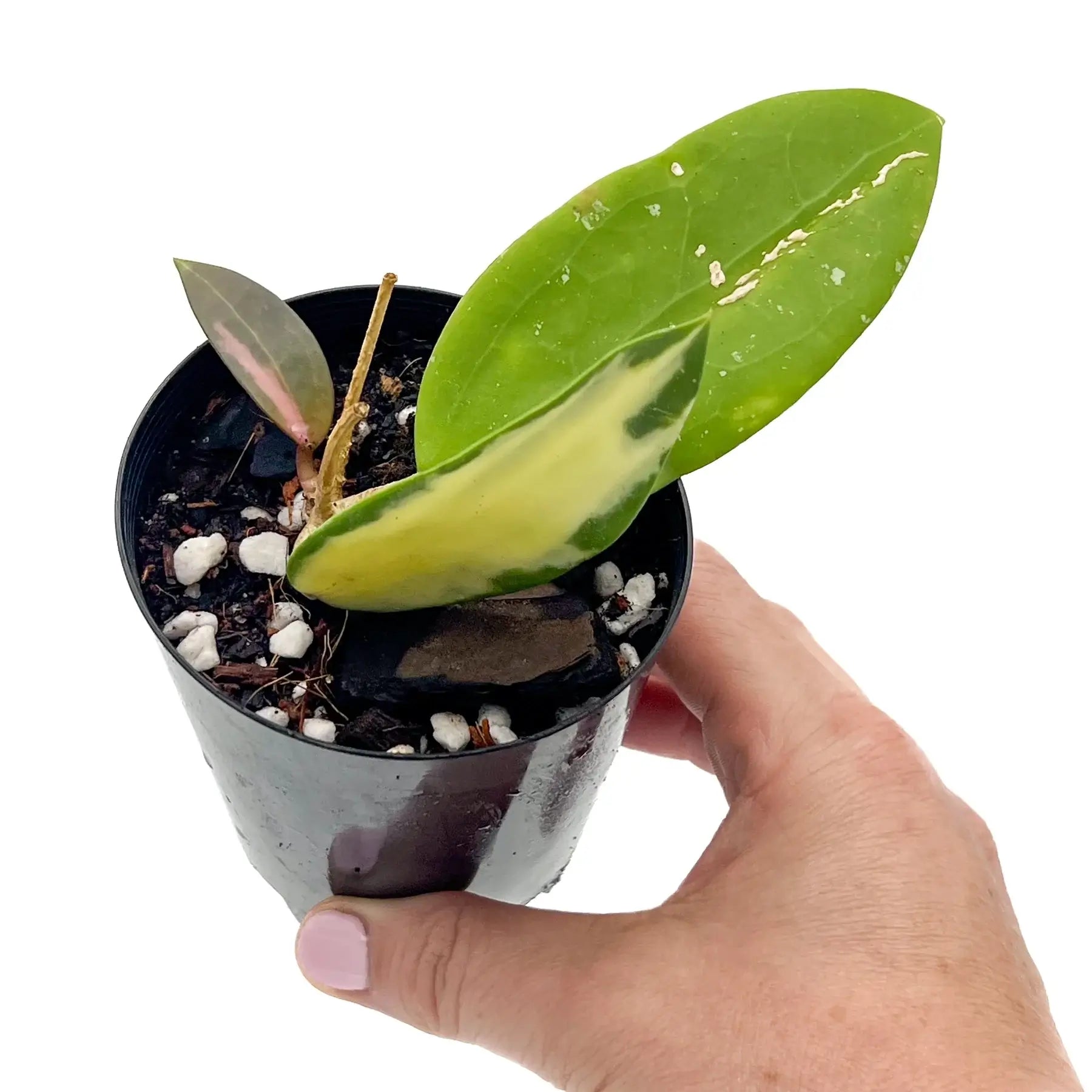 Hoya Verticillata Variegata