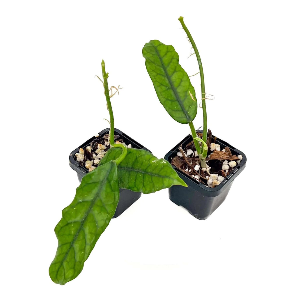 Hoya villosa IML 0905 | Indoor Plant | Chalet Boutique - Australia