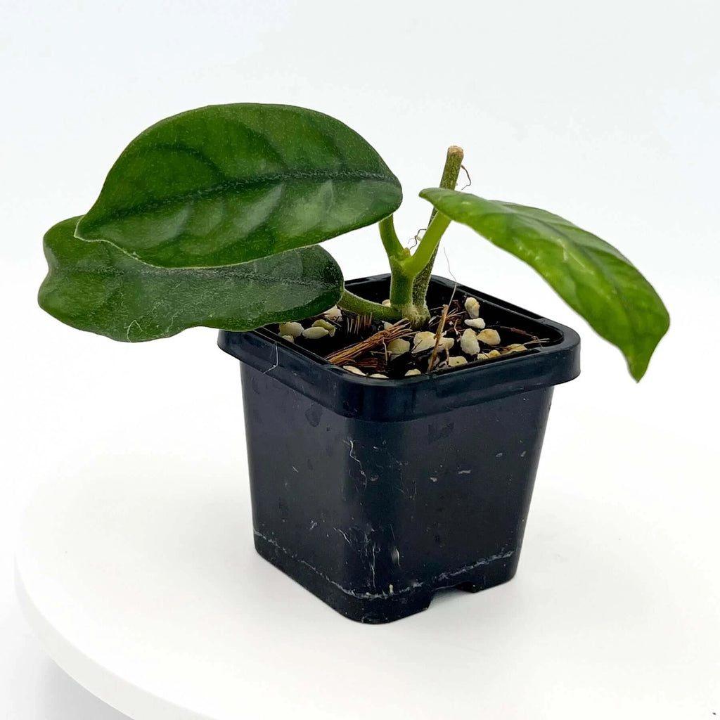 Hoya villosa Vietnam IML 1663 H156 | Indoor Plant | Chalet Boutique - Australia