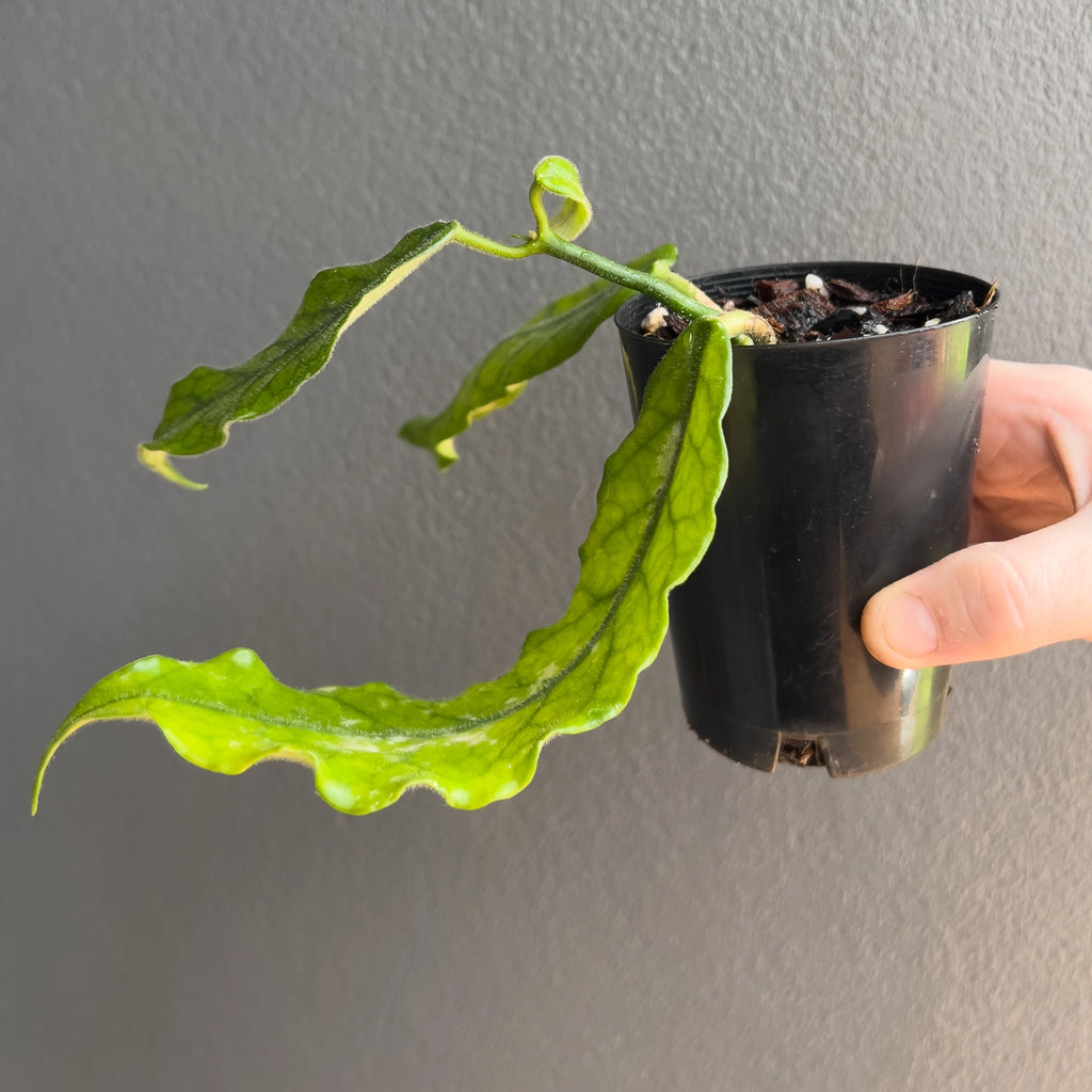 Hoya globulosa villosa in a black nursery pot with upright clustered leaves that show pronounced veins and a matte finish. Trusted indoor plant shop Australia.