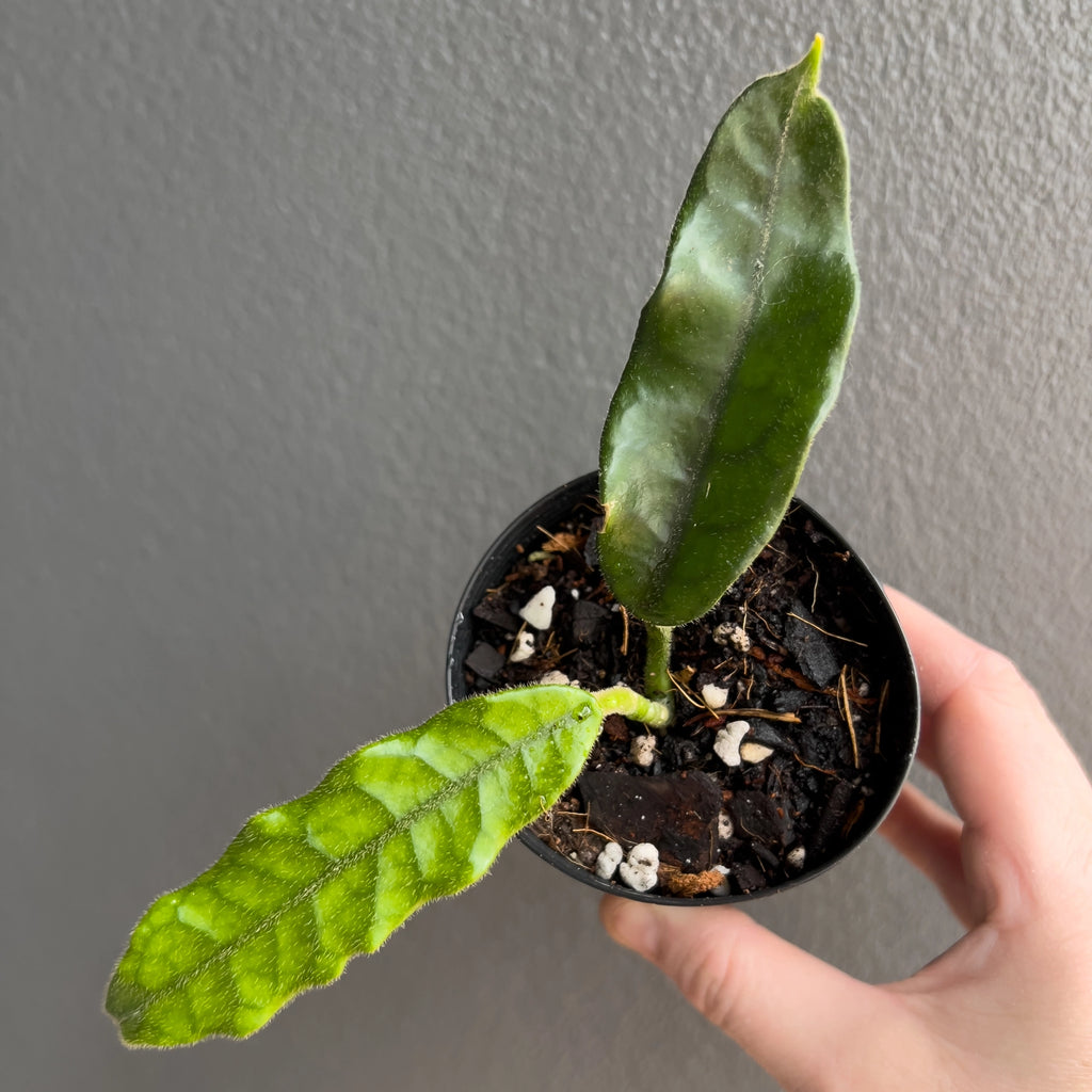 Hand holding a Hoya globulosa villosa with firm textured foliage and gently arching vines set against a neutral background. Buy rare indoor plants online in Australia.