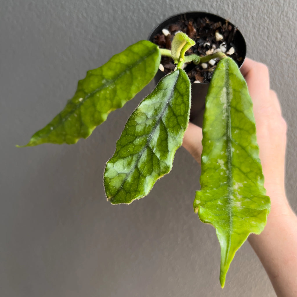 Close-up of Hoya globulosa villosa in hand highlighting the bullate leaf pattern, deep green tone and subtle hair-like texture. Rare indoor plant collectors Australia.