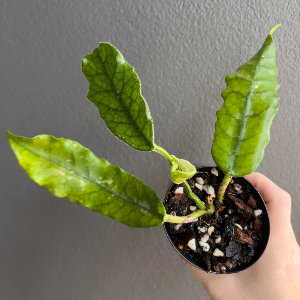 Hand holding a Hoya globulosa villosa showing elongated pointed leaves with raised veining and a soft fuzzy texture across the surface. Rare indoor plant nursery Australia.