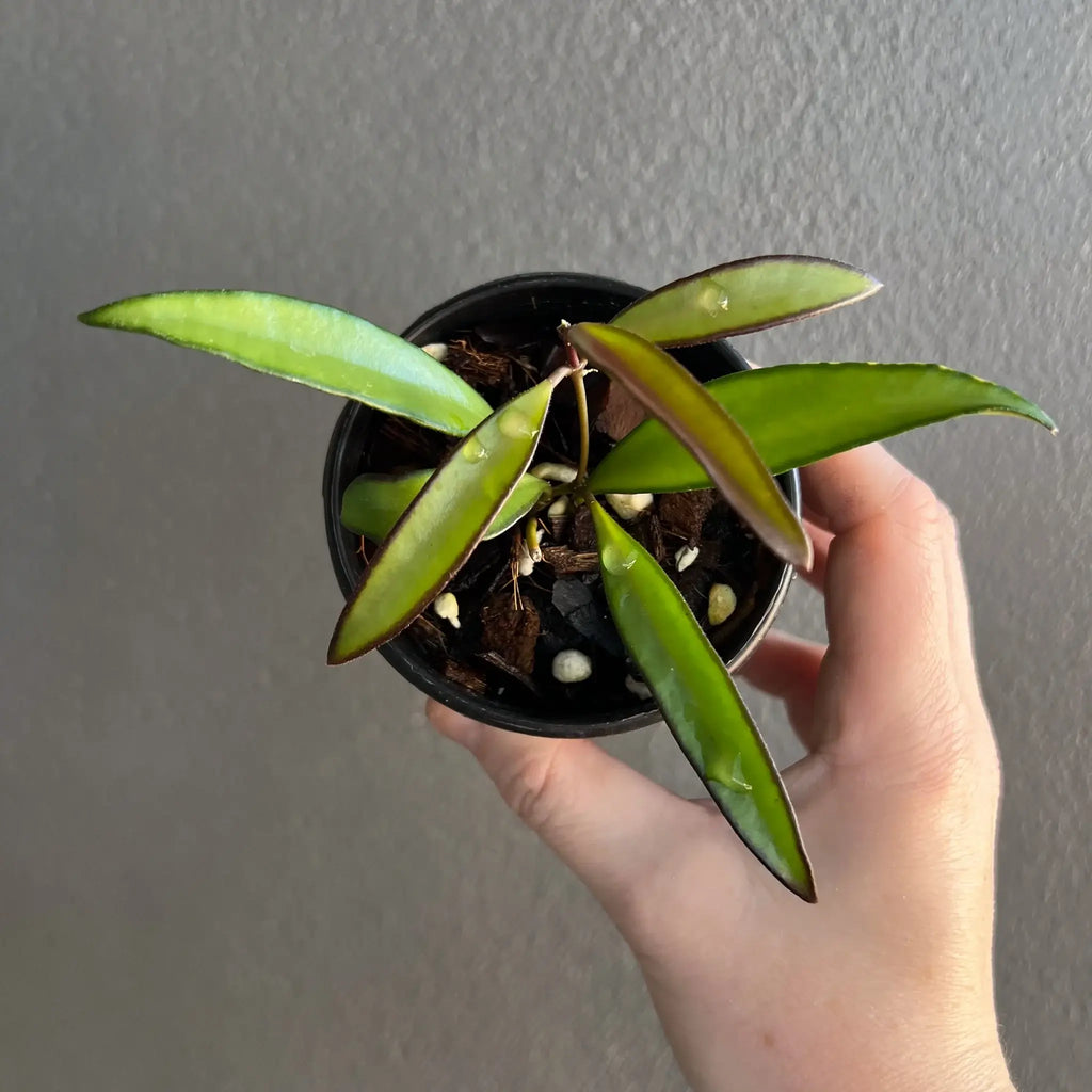Hoya wayetii indoor plant with dark green leaves and red tips in a black pot, perfect for indoor spaces. Chalet Boutique, Australia.