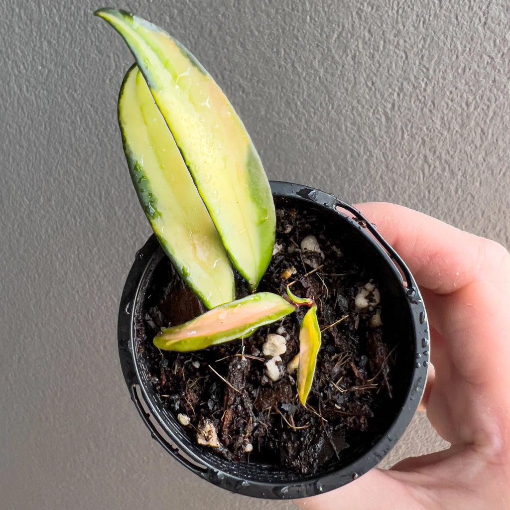 Close view of Hoya wayetii Variegated highlighting the deep green centres and wide pale variegation along each leaf edge. Rare indoor plant collectors Australia.