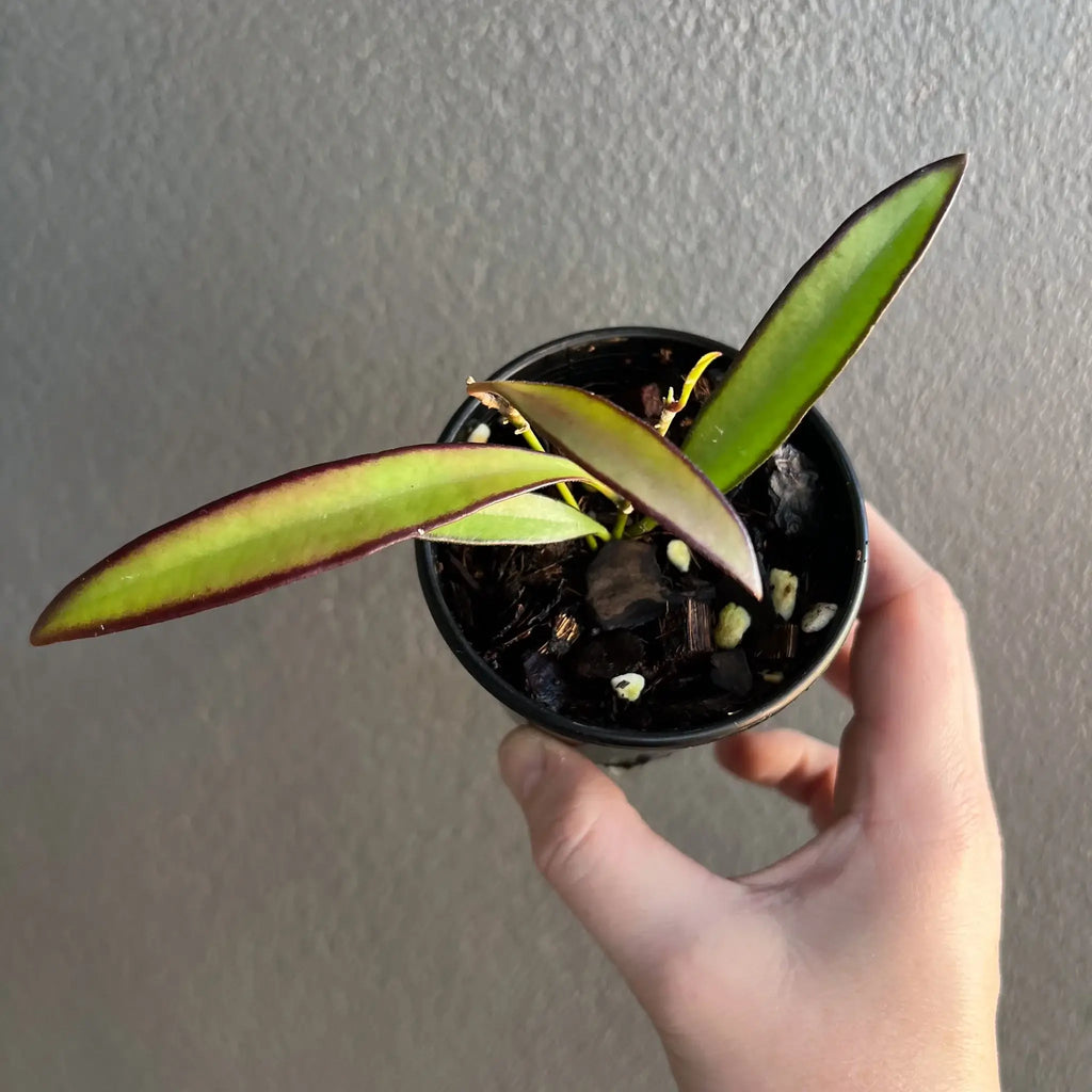 Hoya wayetii with lush green leaves and red edges, perfect for indoor plant enthusiasts. Buy rare plants online. Chalet Boutique, Australia.