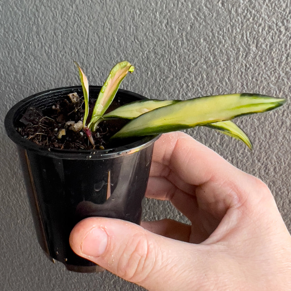 Hand holding a Hoya wayetii Variegated with glossy narrow leaves that show soft tonal shifts through the creamy variegated bands. Buy rare indoor plants online in Australia.