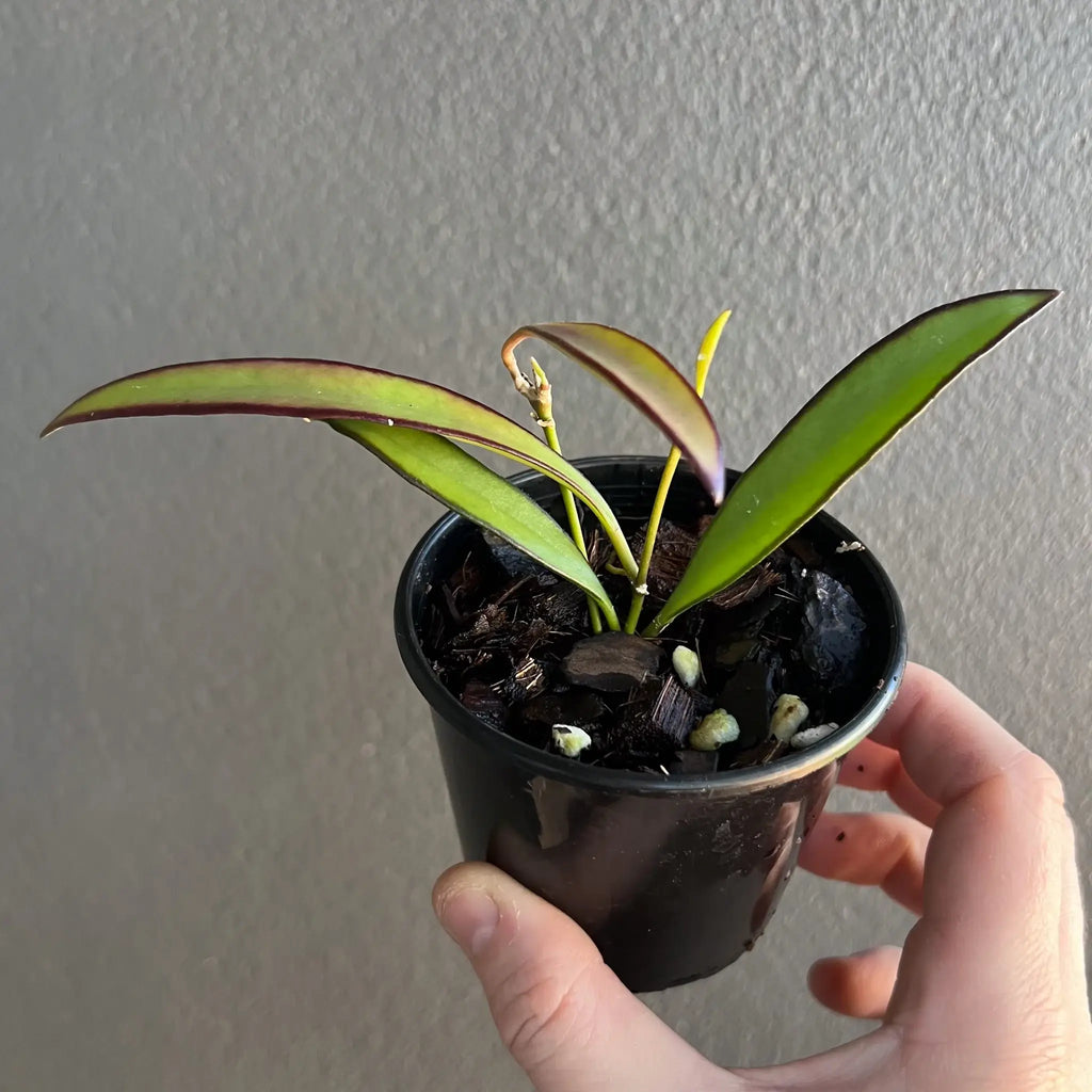 Hoya wayetii in a black pot, showcasing dark green leaves with red edges, perfect for indoor plant enthusiasts. Chalet Boutique, Australia.