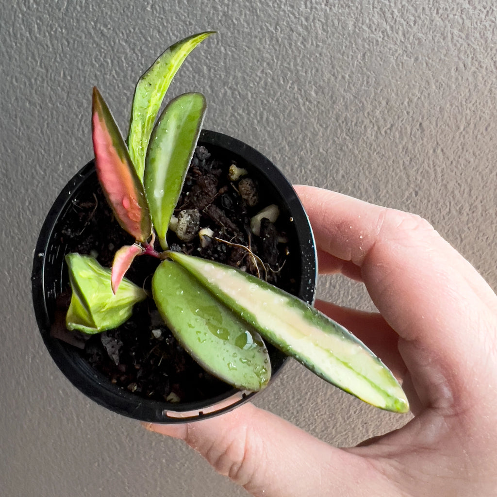 Hand holding a Hoya wayetii Variegated showing narrow elongated leaves with creamy margins and a gentle arching form. Rare indoor plant nursery Australia.