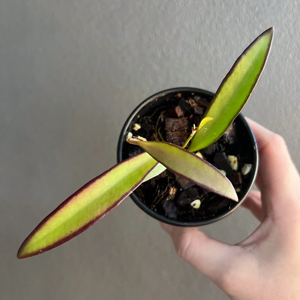 Hand holding a Hoya wayetii plant showcasing its vibrant red margins and narrow green leaves. Chalet Boutique, Australia.