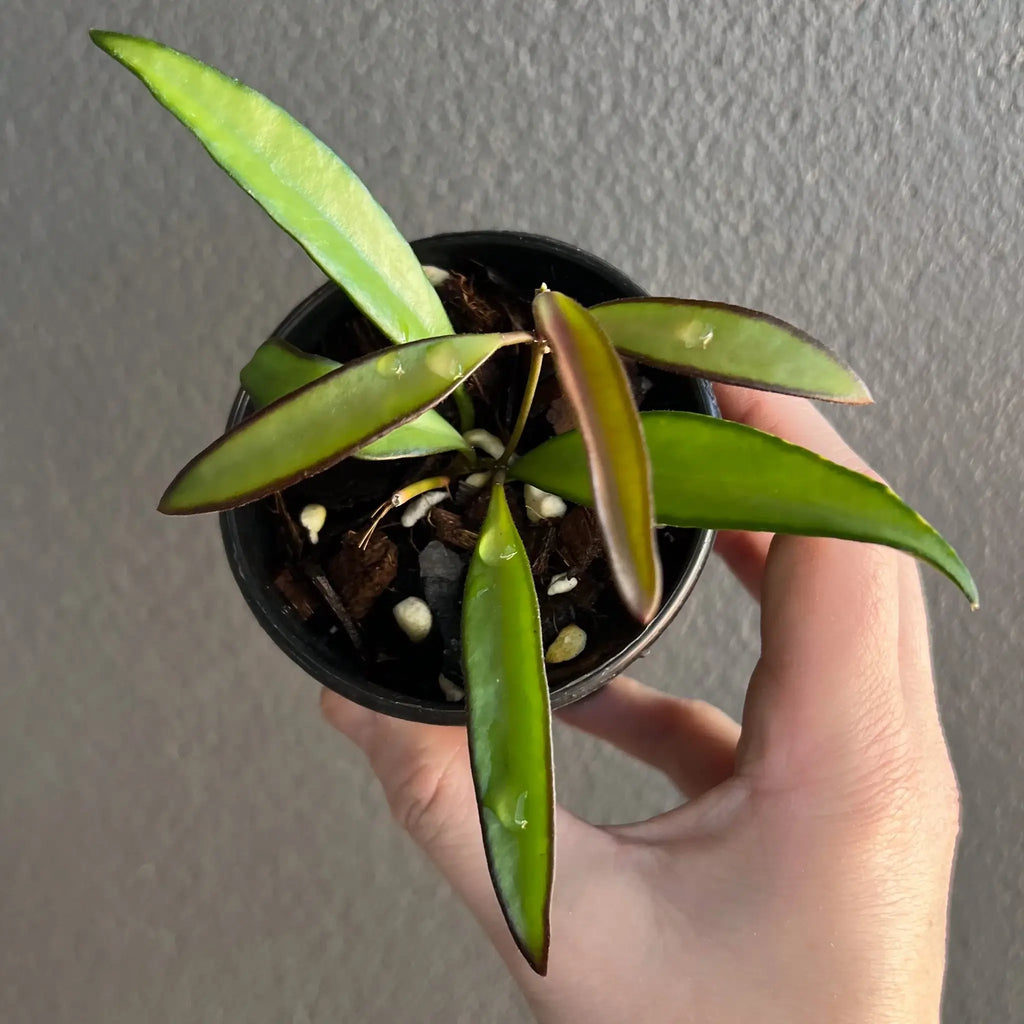 Hoya wayetii indoor plant with dark green leaves; perfect for hanging pots. Buy indoor plants online at Chalet Boutique, Australia.