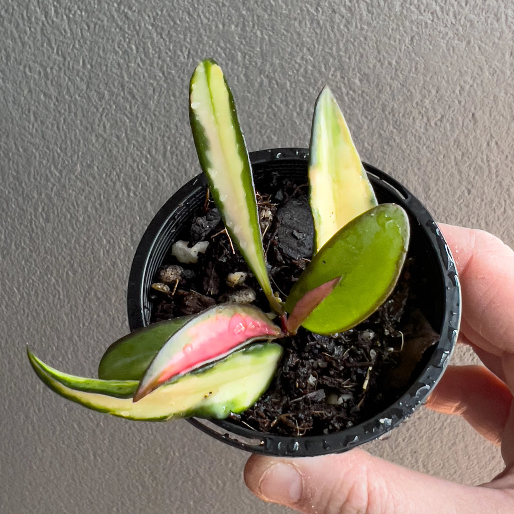 Hoya wayetii Variegated held close to the camera with trailing vines and clean contrasting variegation along the leaf margins. Rare indoor plant collectors Australia.
