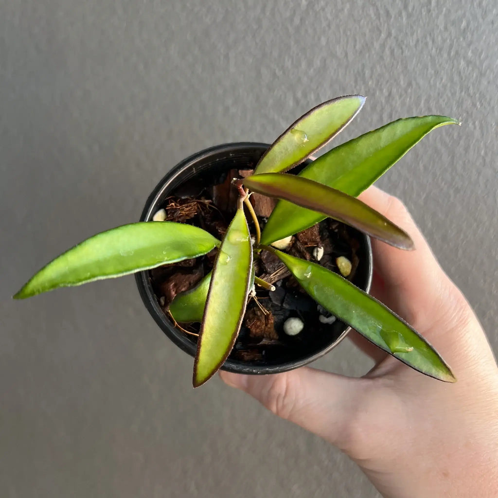 Hoya wayetii plant with vibrant green leaves in a black pot, perfect for indoor plant lovers. Chalet Boutique, Australia.