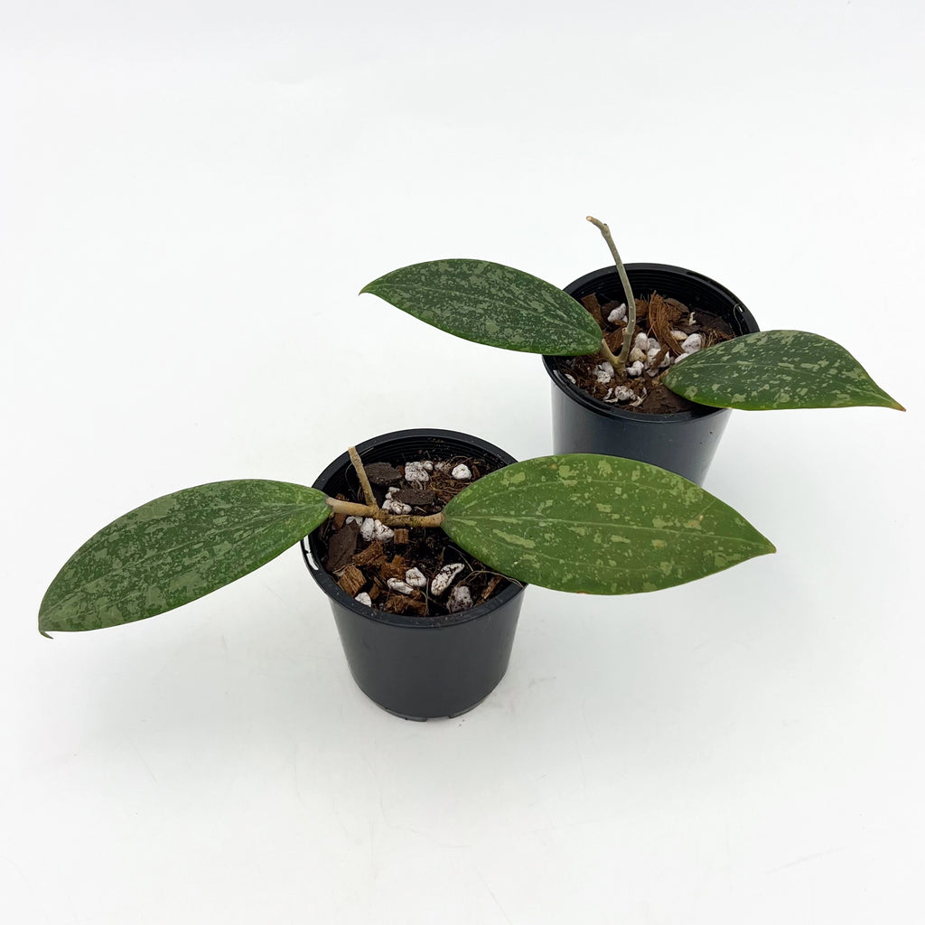 Hoya wibergiae with glossy, elongated leaves in pots, perfect for indoor plants. Buy rare plants online at Chalet Boutique, Australia.