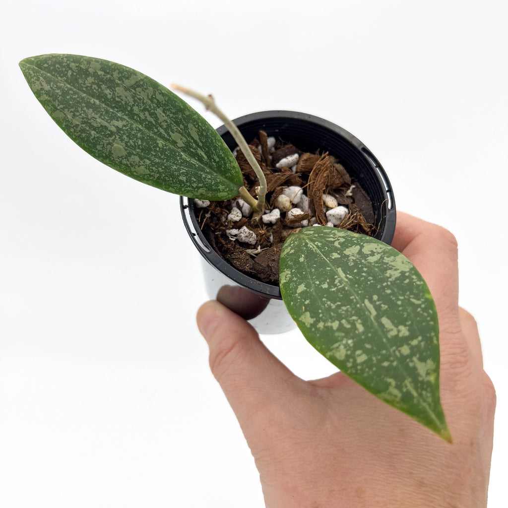 Hoya wibergiae in a hand, showcasing glossy, elongated oval leaves, perfect for unique indoor plants. Chalet Boutique, Australia.