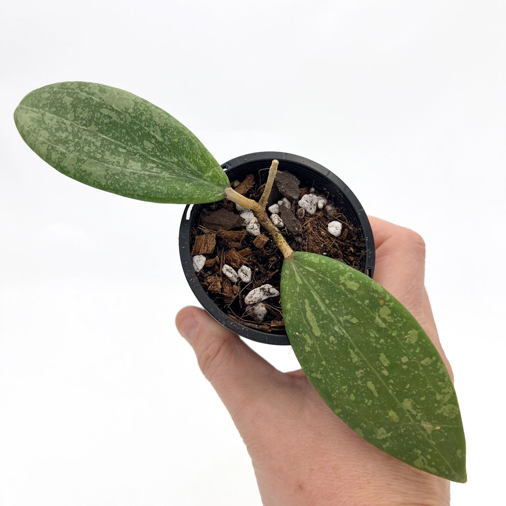 Hoya wibergiae plant with glossy, deep green, splashy leaves in a black pot, showcasing its unique foliage. Chalet Boutique, Australia.