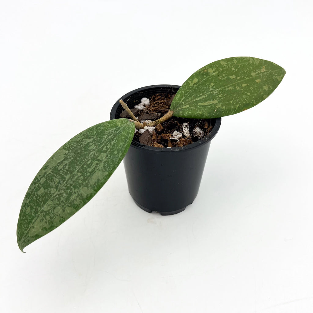 Hoya wibergiae plant in a pot with glossy, deep green, elongated leaves, showcasing its unique foliage. Chalet Boutique, Australia.