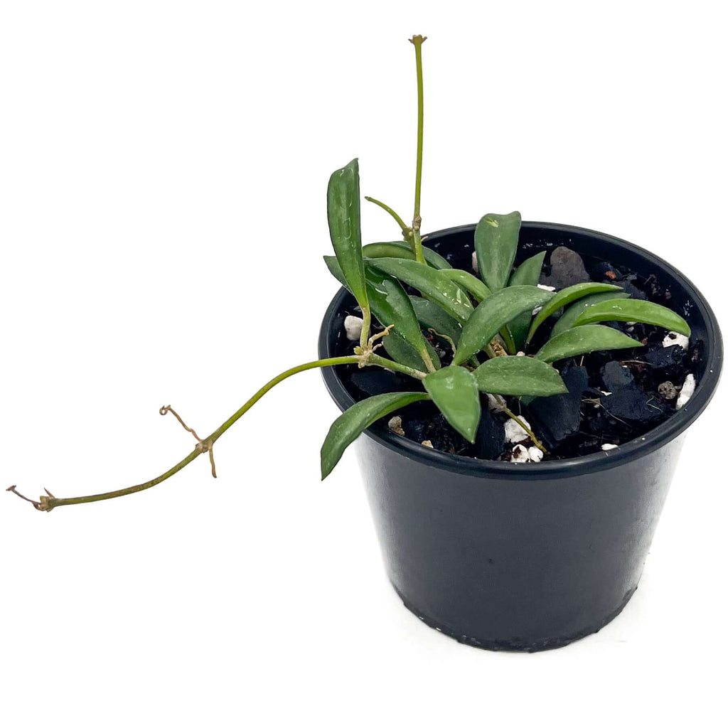 Hoya zambales | Indoor Plant | Chalet Boutique - Australia