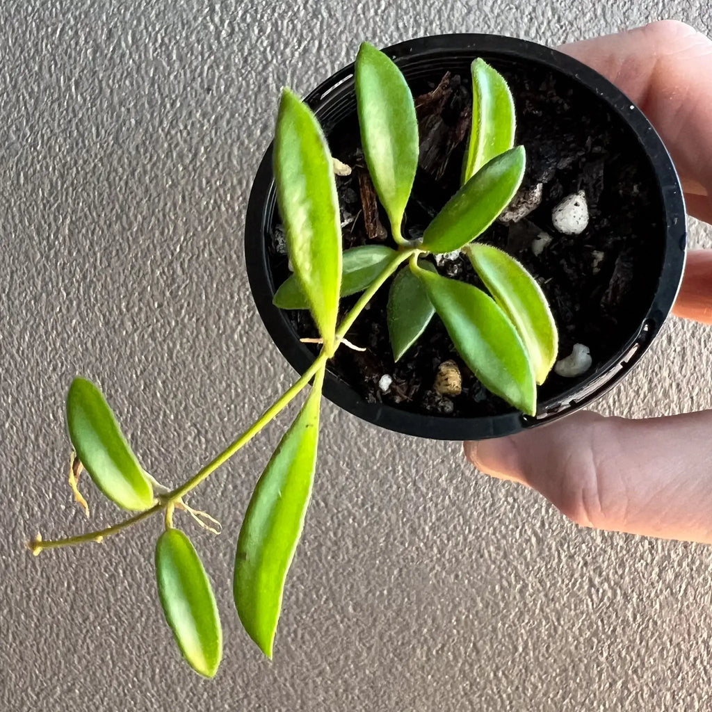 Hoya zambales plant with thick, oval-shaped leaves in a black pot, showcasing its rare beauty. Chalet Boutique, Australia.
