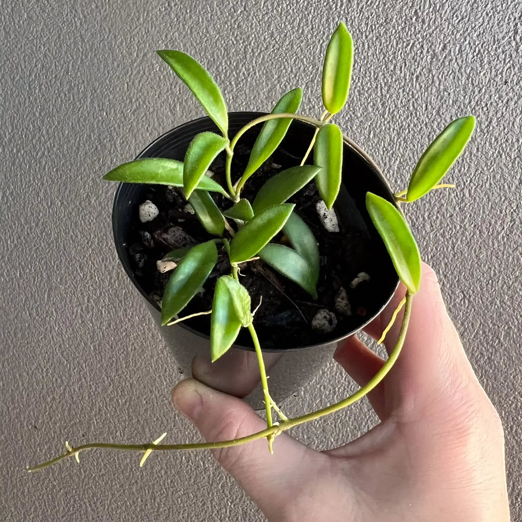 Hoya zambales with thick oval leaves in black pot, perfect rare indoor plant to buy online at Chalet Boutique, Australia.