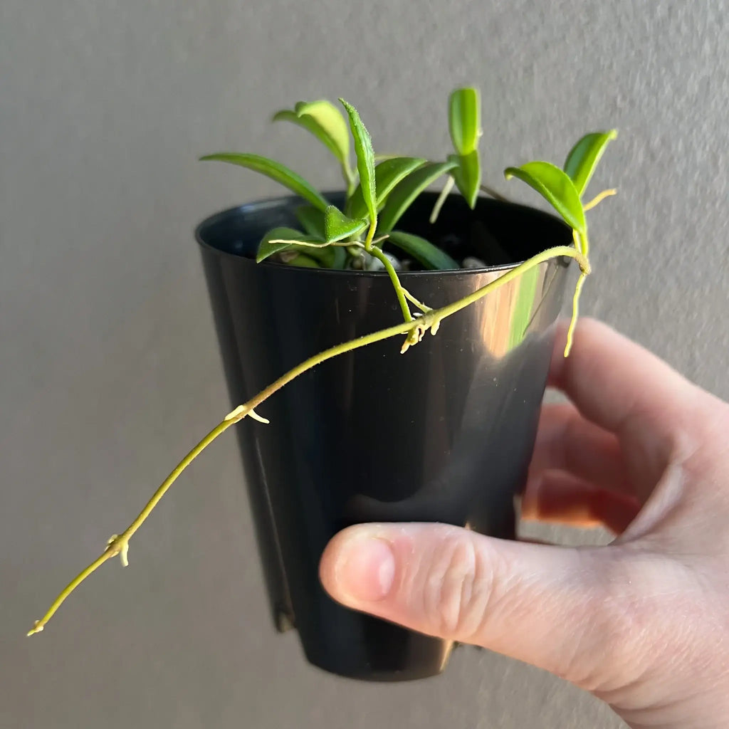 Petite Hoya zambales plant in a black pot, thriving indoor plant for sale at Chalet Boutique, Australia.