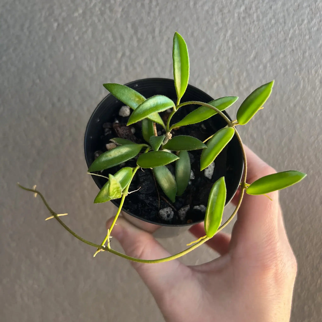 Hoya zambales plant in a black pot, showcasing its lush, thick leaves, ideal for indoor plant enthusiasts. Chalet Boutique, Australia.