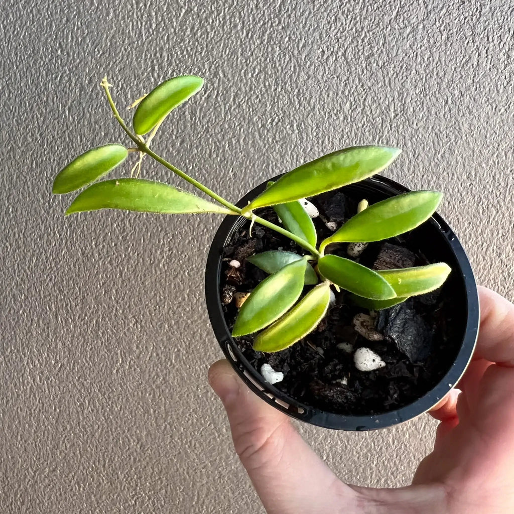 Hoya zambales plant in pot, showcasing green leaves, perfect for rare indoor plants Australia. Buy online at Chalet Boutique, Australia.