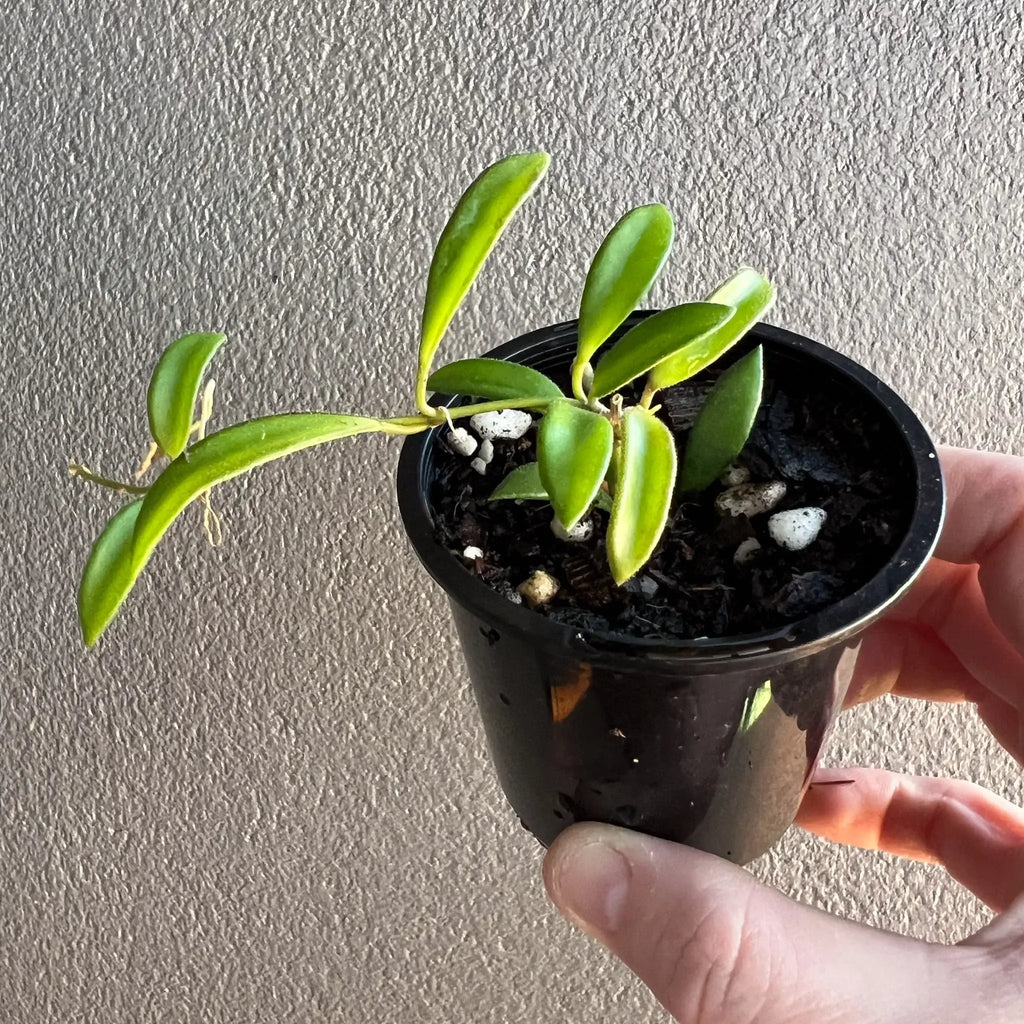 Hoya zambales plant in a black pot, showcasing thick oval leaves, ideal for rare plant collectors. Chalet Boutique, Australia.