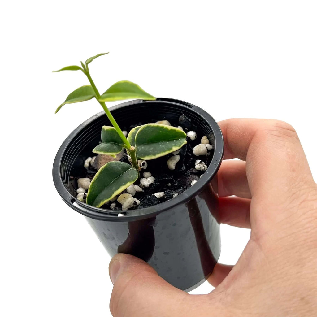 Hoya bella Albomarginata 'Anneke Buis' | Indoor Plant | Chalet Boutique - Australia