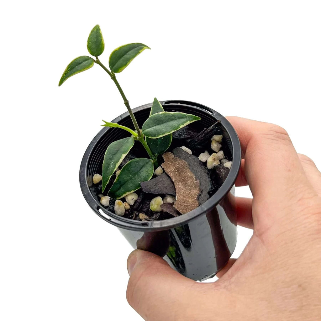 Hoya bella Albomarginata 'Anneke Buis' | Indoor Plant | Chalet Boutique - Australia