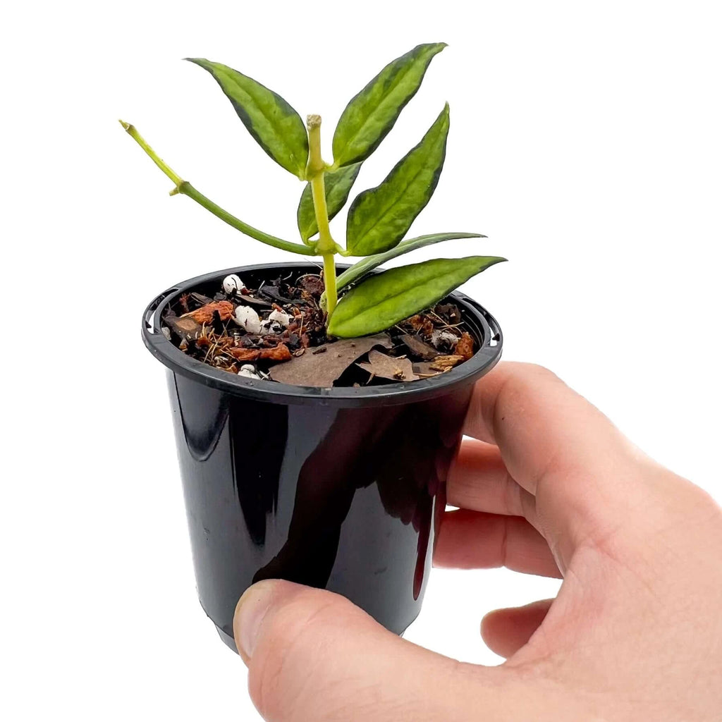 Hoya bella Inner Variegated 'Luis Bois' | Indoor Plant | Chalet Boutique - Australia