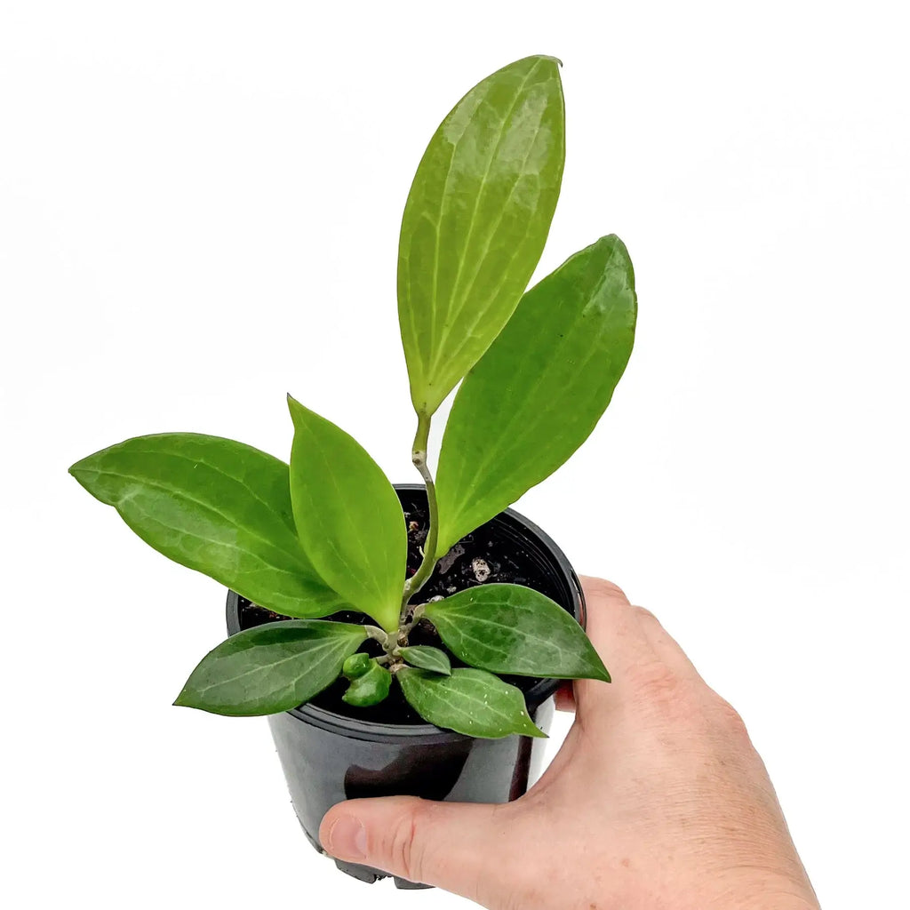 Hoya benguetensis indoor plant with slender green leaves, perfect for rare plant enthusiasts. Chalet Boutique, Australia.