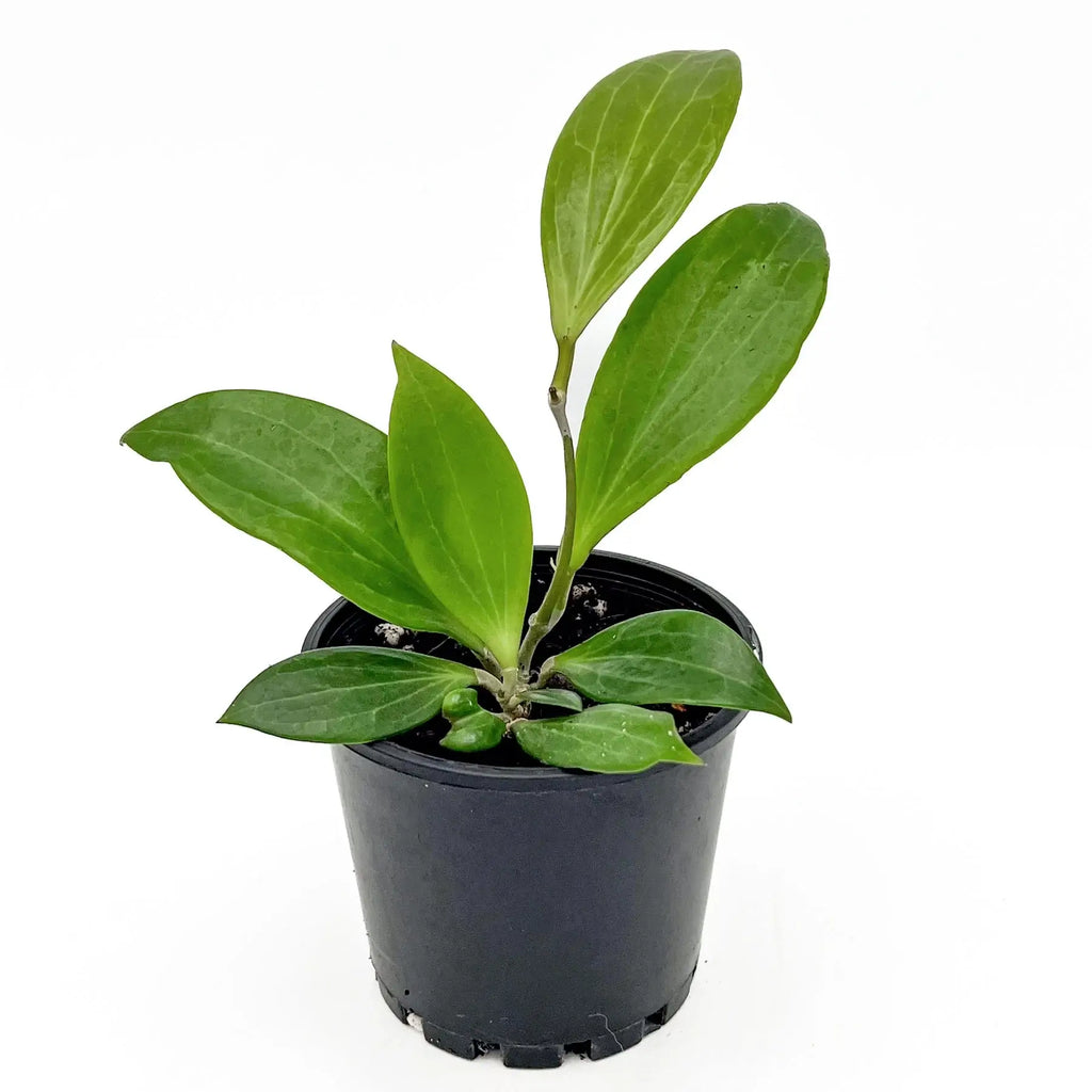 Hoya benguetensis plant with slender green leaves in a black pot, ideal for indoor gardening. Chalet Boutique, Australia.