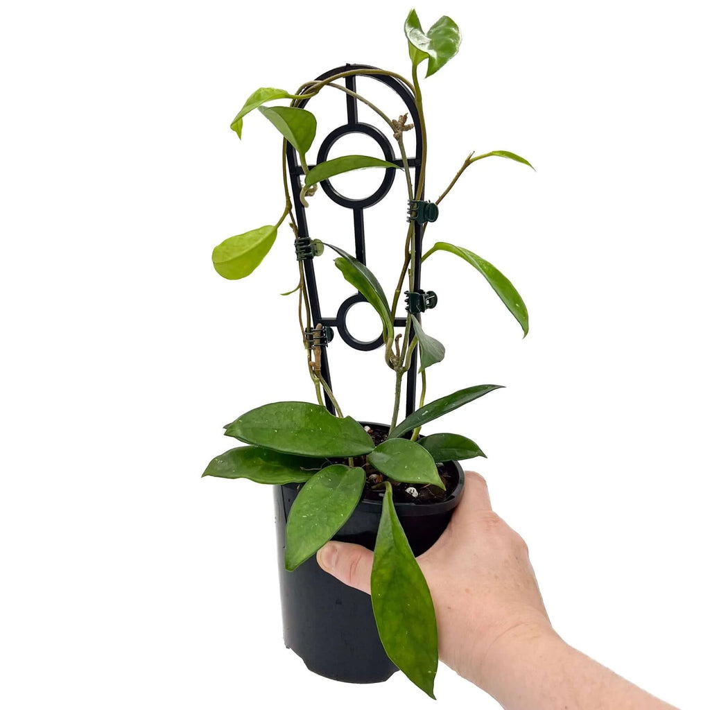 Hoya carnosa | Indoor Plant | Chalet Boutique - Australia