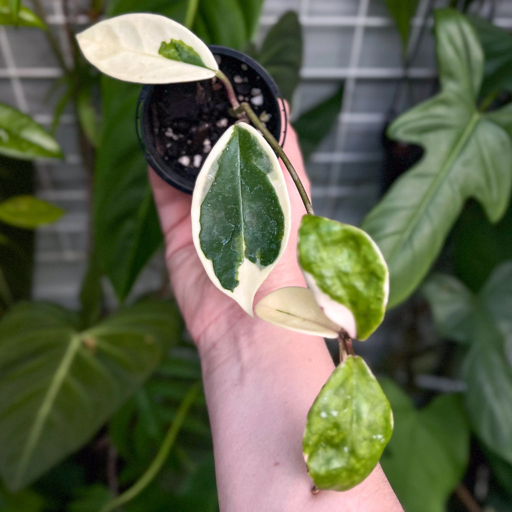 Hoya carnosa Krimson Queen | Indoor Plant | Chalet Boutique - Australia