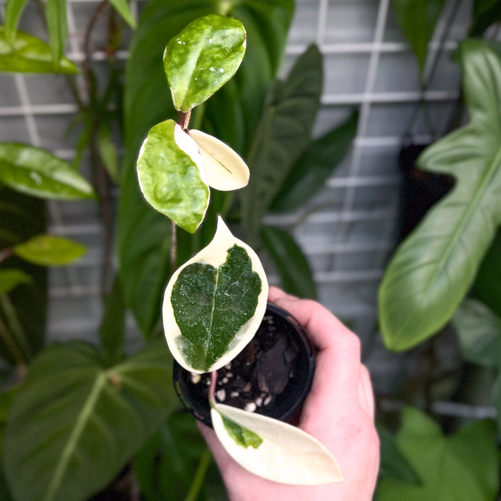 Hoya carnosa Krimson Queen | Indoor Plant | Chalet Boutique - Australia