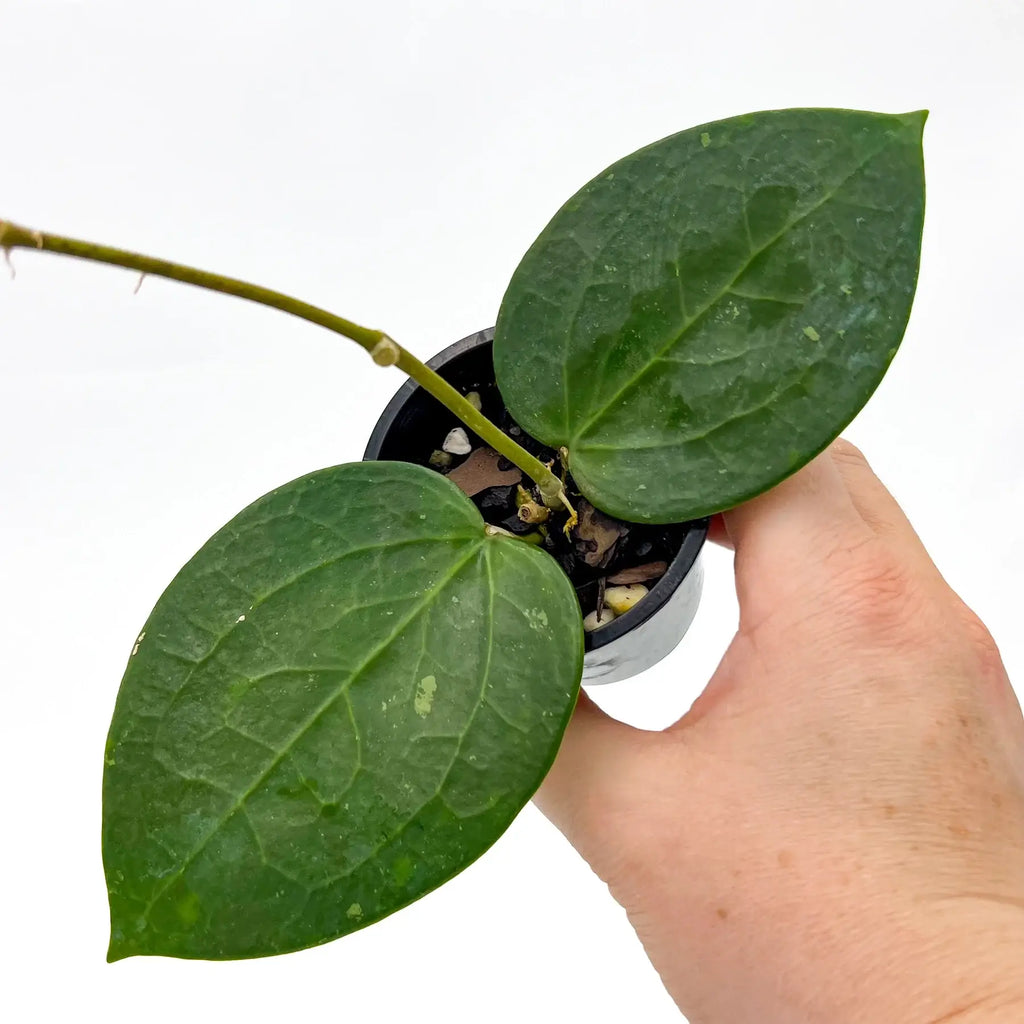 Hoya verticillata ‘Chiang Mai’ | Indoor Plant | Chalet Boutique - Australia