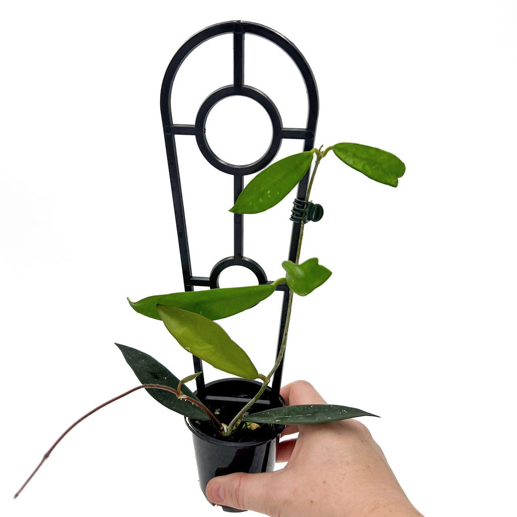 Hoya compacta Sweet Heart | Indoor Plant | Chalet Boutique - Australia