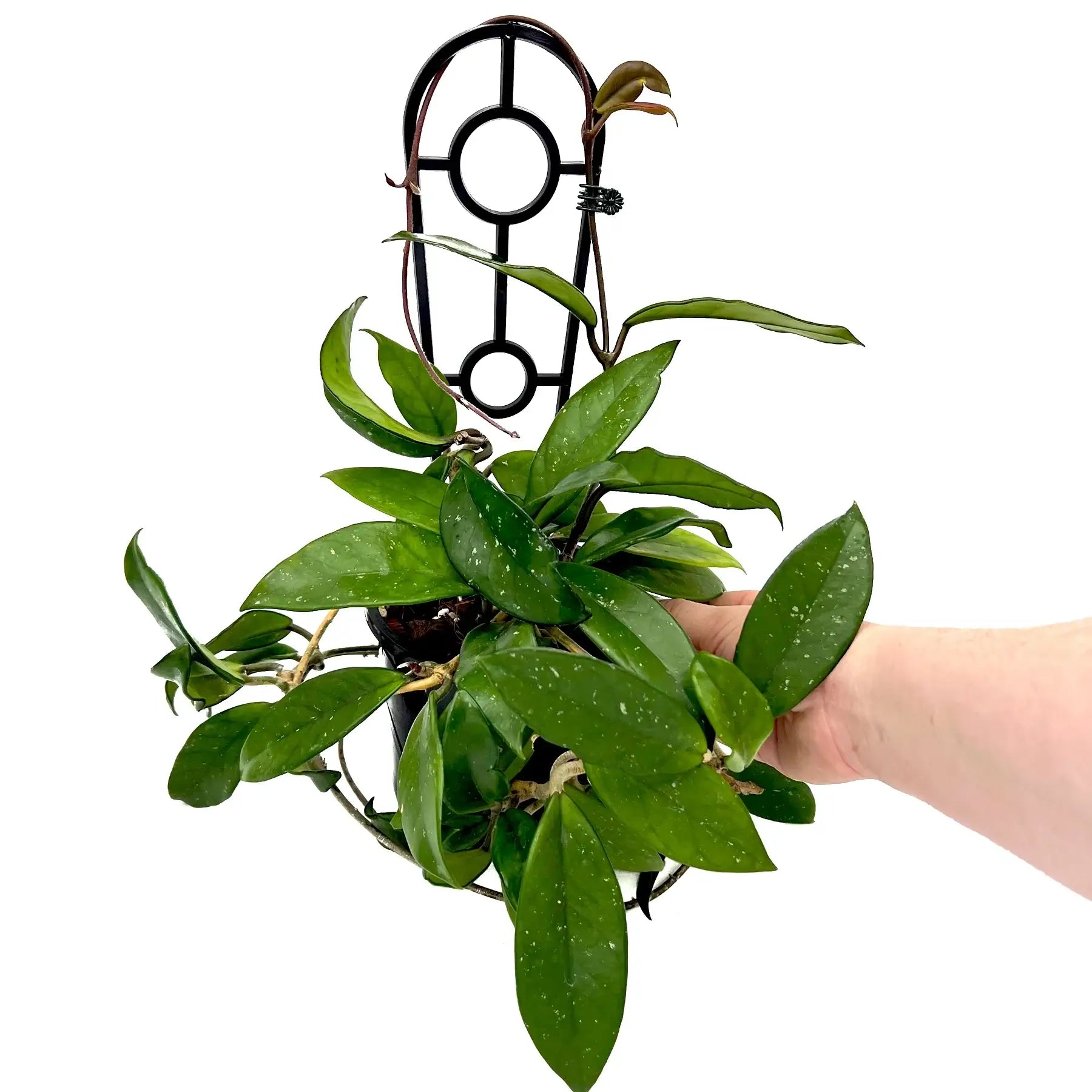 house plants online australia Hoya Crassifolia