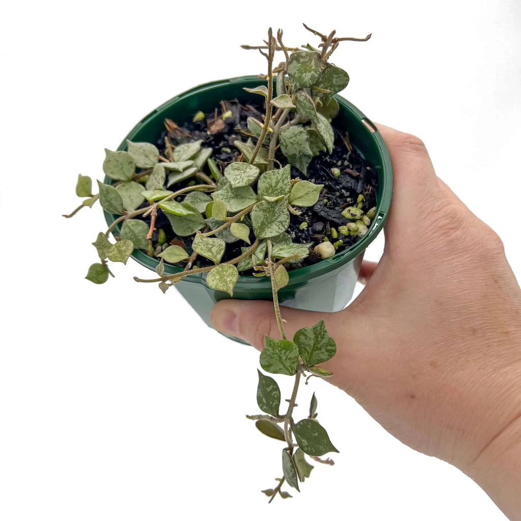 Hoya curtisii Thailand | Indoor Plant | Chalet Boutique - Australia