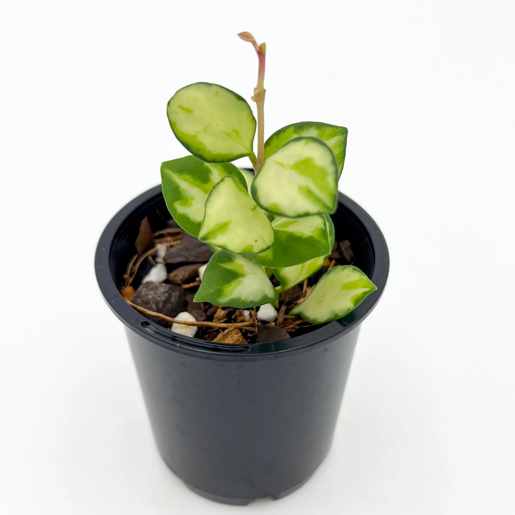 Hoya heuschkeliana variegata | Indoor Plant | Chalet Boutique - Australia