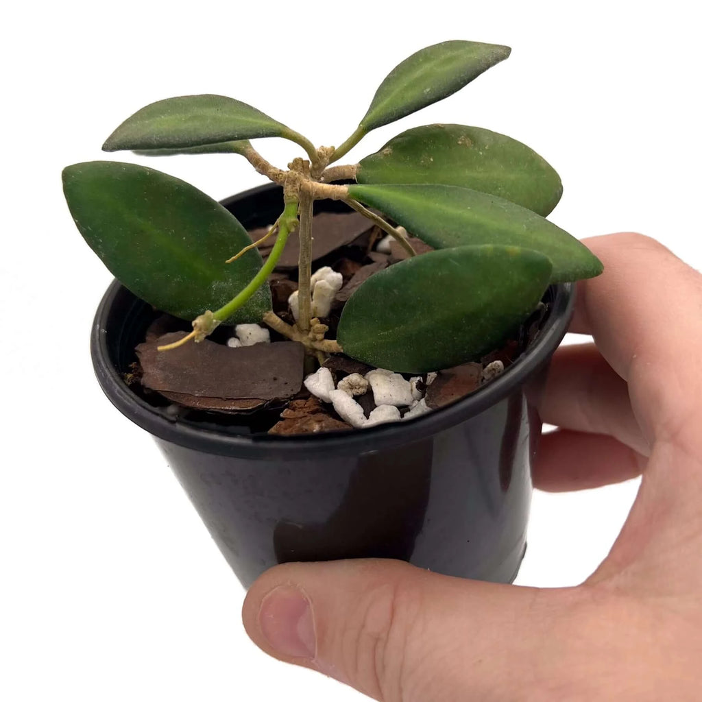 Hand holding a Hoya 'Honey Dew' plant in a black nursery pot, showcasing its thick, fuzzy leaves. Chalet Boutique, Australia.